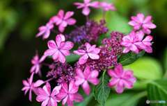 紫陽花