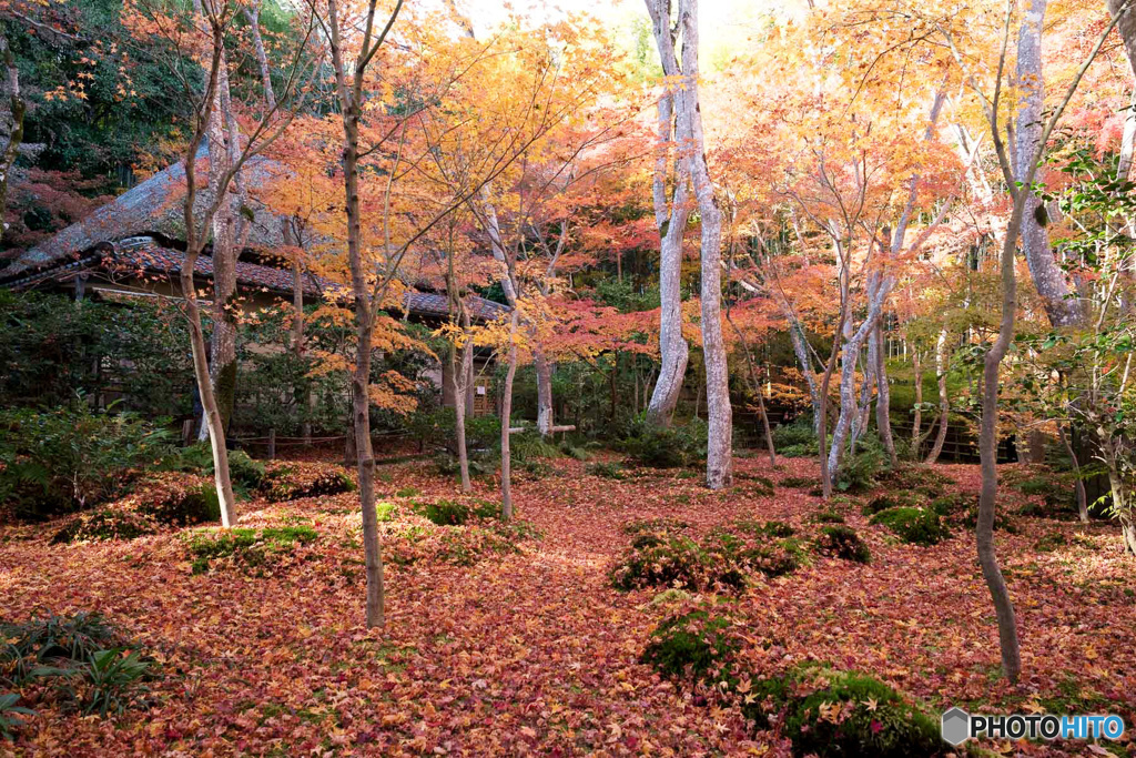 敷き紅葉