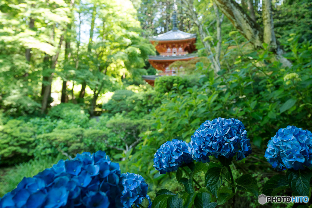 紫陽花咲く