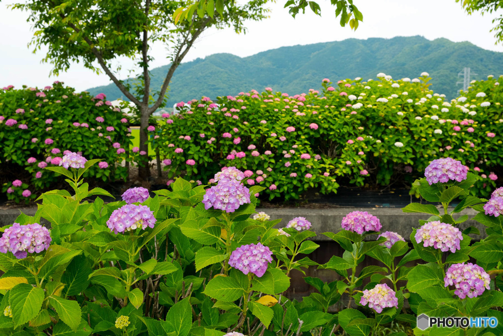 宮荘川の紫陽花