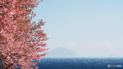河津桜