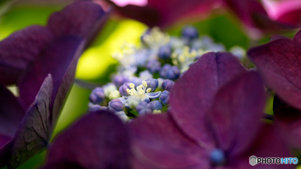 紫陽花