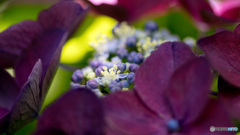 紫陽花
