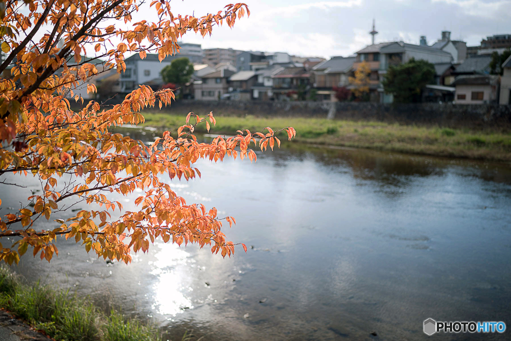京都紅葉便り ⑲