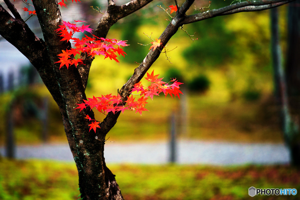 残り紅葉