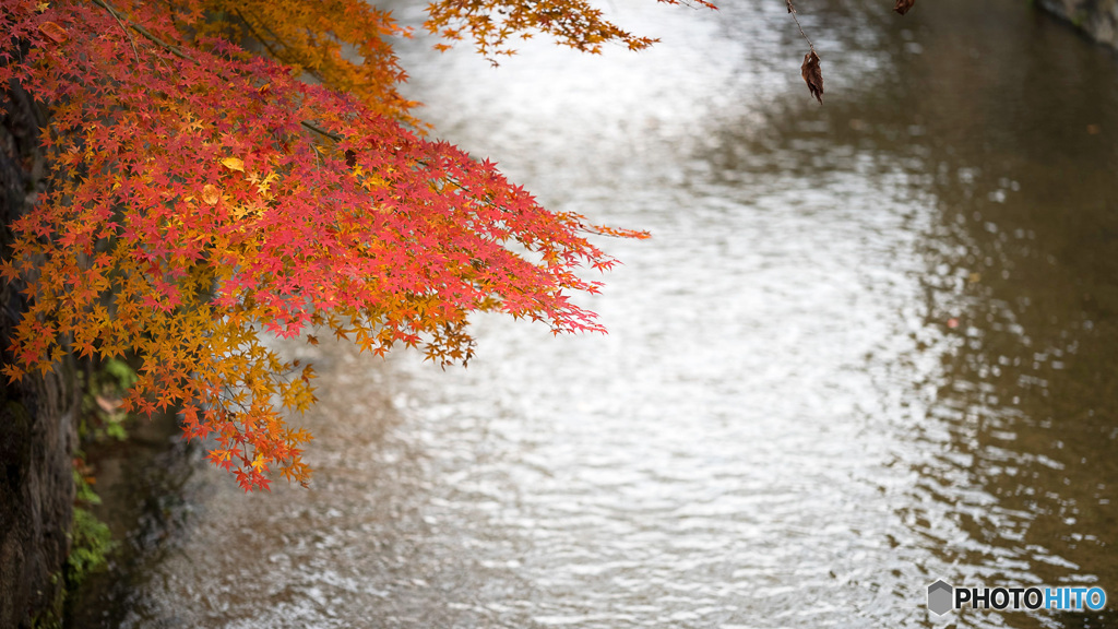 京都紅葉狩り ㉗