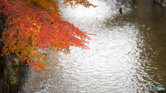 京都紅葉狩り ㉗