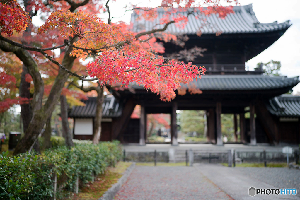 京都紅葉便り ⑱