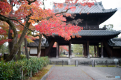 京都紅葉便り ⑱