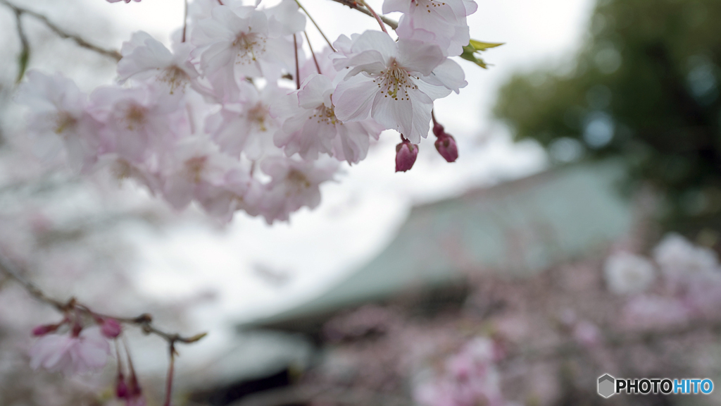 紅しだれ桜が開花
