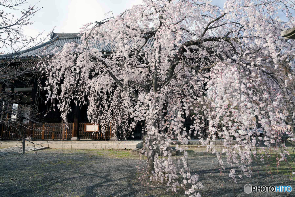 本堂としだれ桜