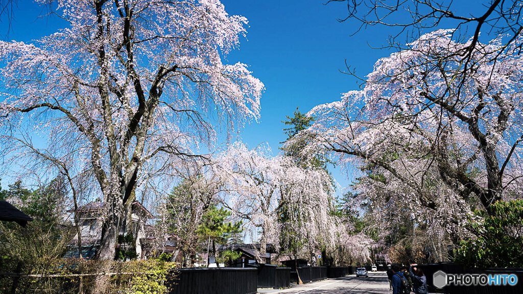 しだれ桜
