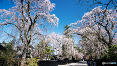 しだれ桜