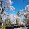 しだれ桜