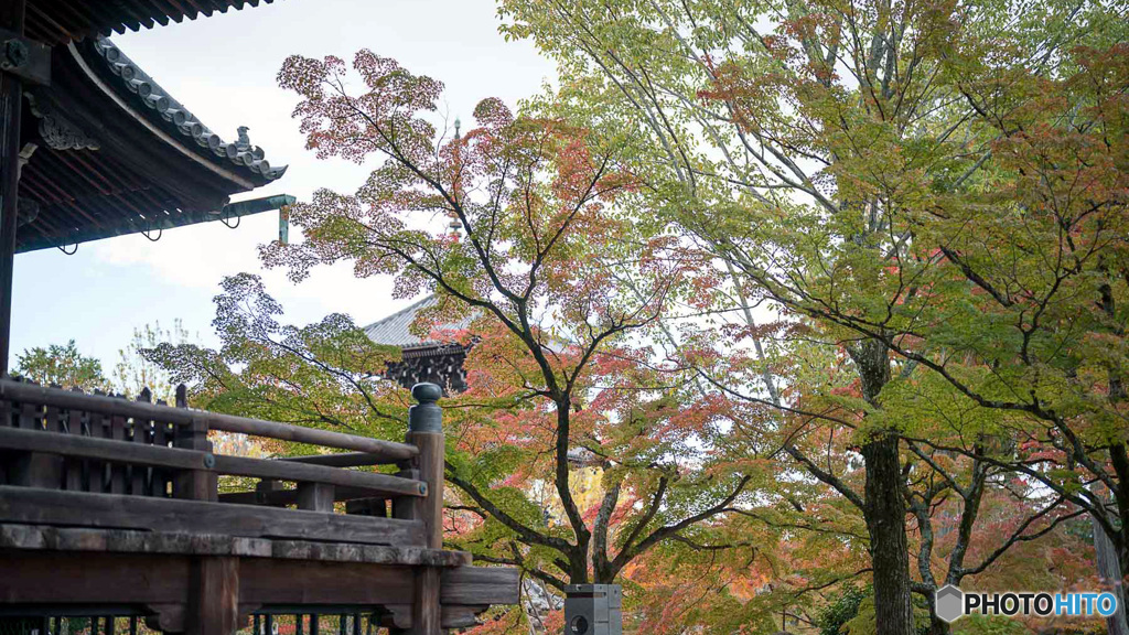 京都紅葉便り ④