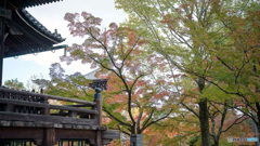京都紅葉便り ④