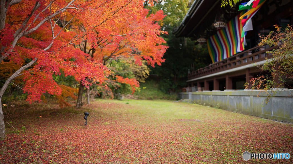 京都紅葉狩り ④