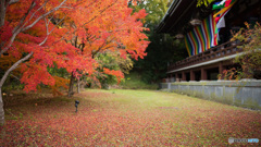 京都紅葉狩り ④
