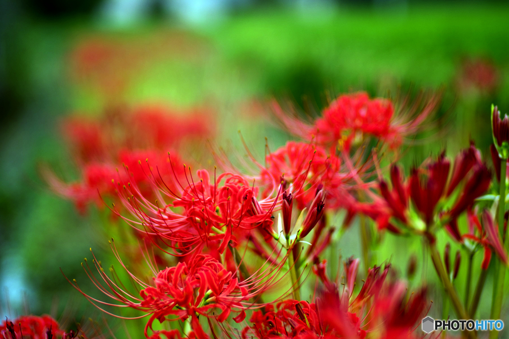 曼殊沙華