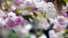 八重桜