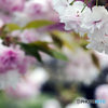 八重桜