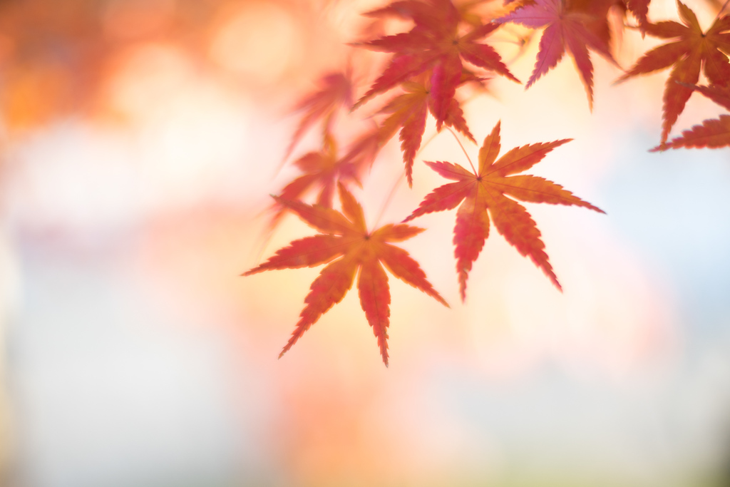 紅葉