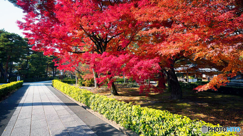京都紅葉狩り ⑭