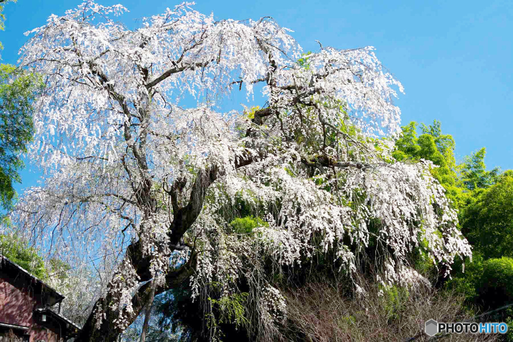 八講桜