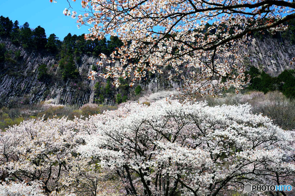 満開の山桜