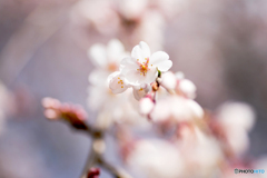 一重の枝垂桜