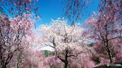 圧巻のしだれ桜