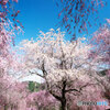 圧巻のしだれ桜