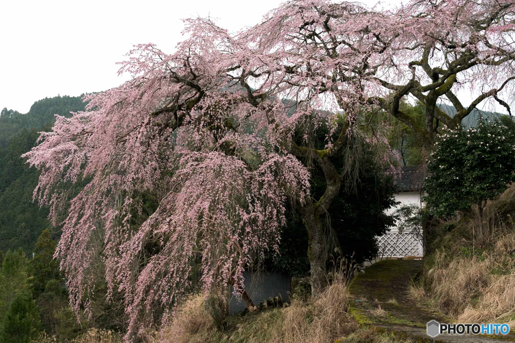 枝垂れ桜