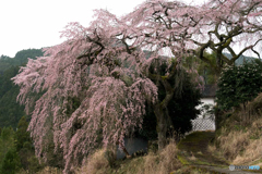 枝垂れ桜