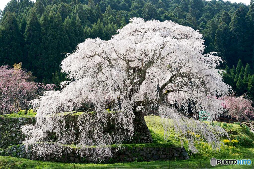 又兵衛桜