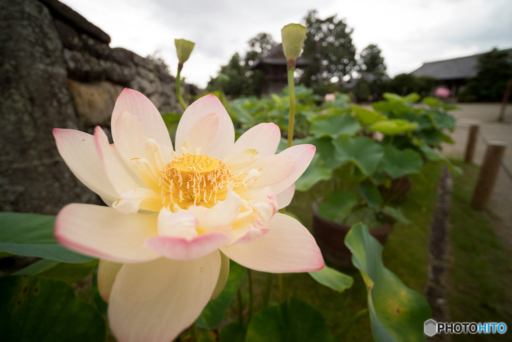 lotus load