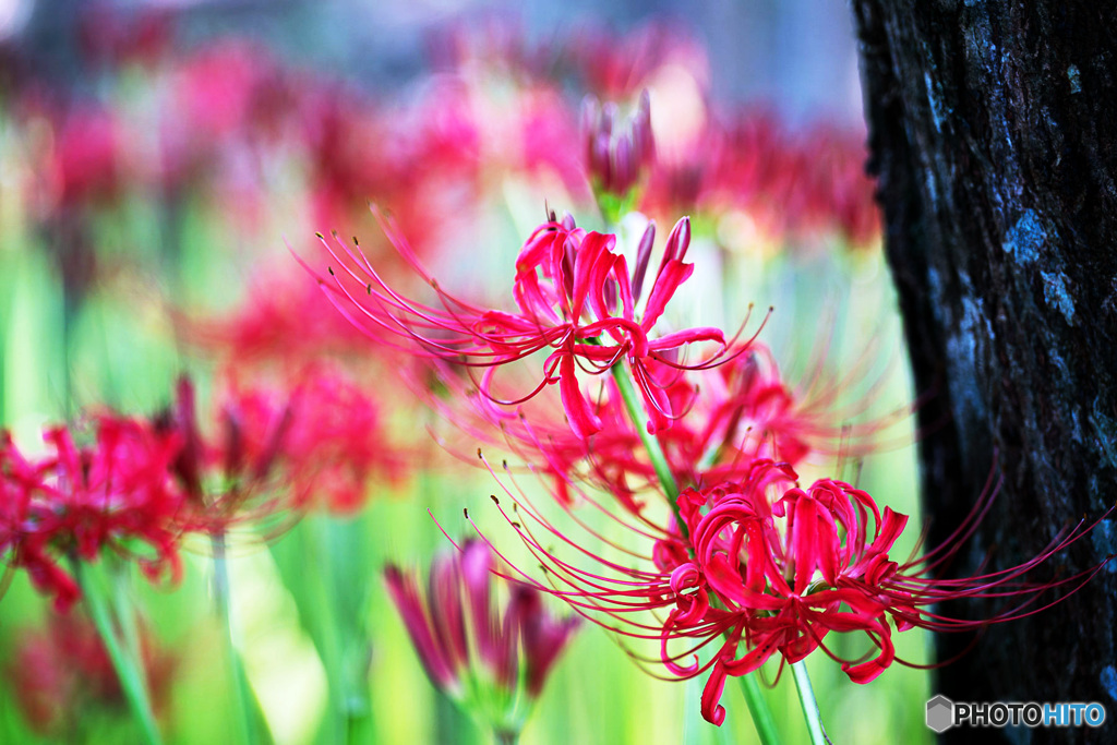 曼珠沙華