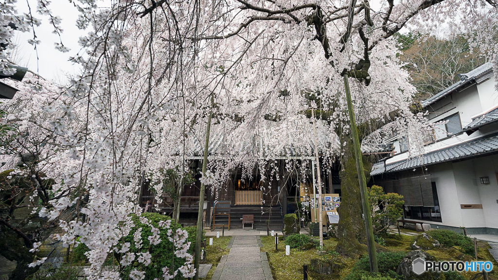 しだれ桜 満開