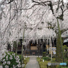 しだれ桜 満開