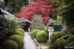 京都紅葉便り ②