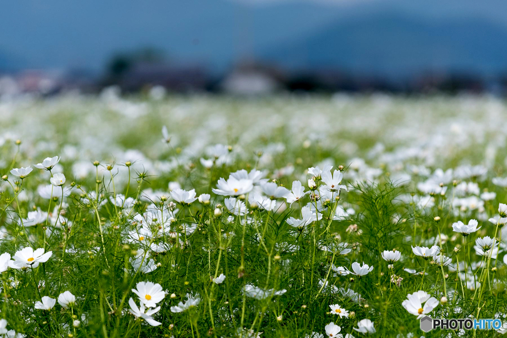 秋桜