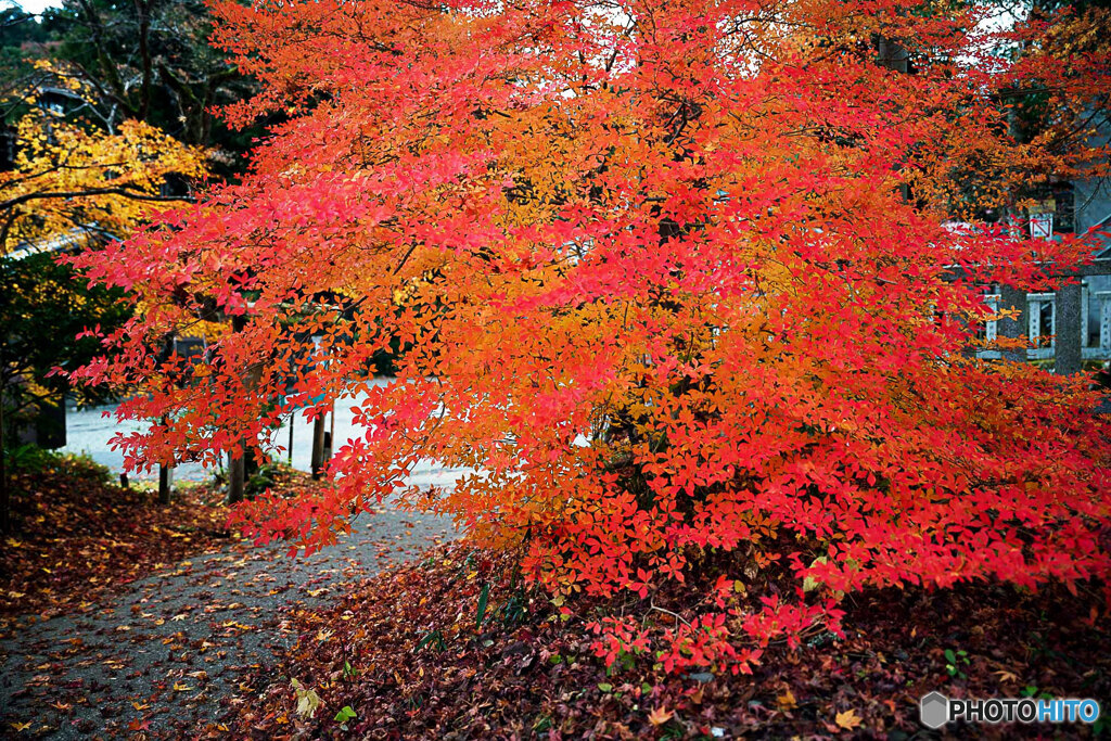 残り紅葉