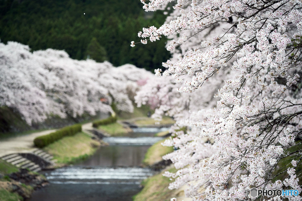 鮎川千本桜
