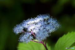 小紫陽花