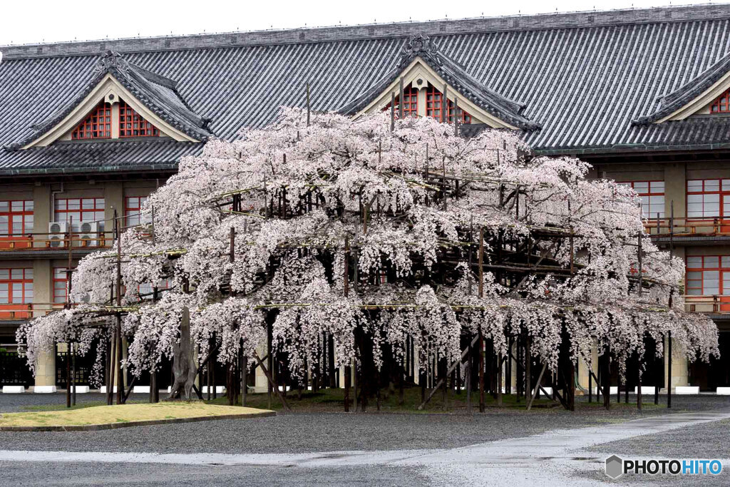 しだれ桜