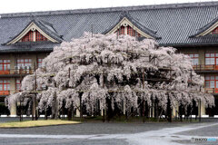 しだれ桜