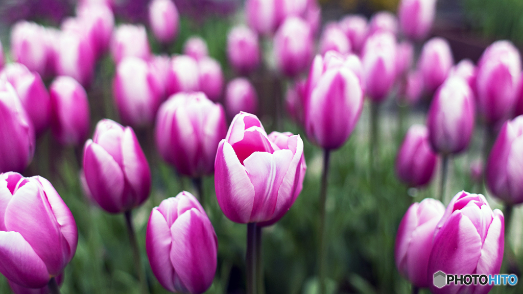 アイスチューリップ