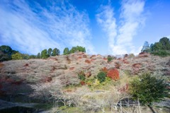 桜と紅葉