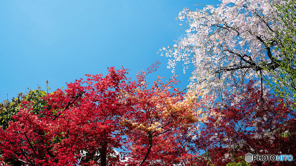 紅葉としだれ桜