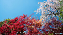 紅葉としだれ桜